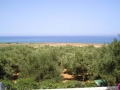 Overlooking the airstrip across olive trees from the entrance courtyard of the cemetery